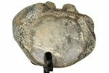 Fossil Mosasaur Vertebra w/ Metal Stand - Texas #316032-3